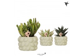Succulenten mix Kolibri Greens - Citrus green keramiek