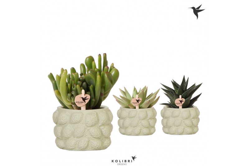 Succulenten mix Kolibri Greens - Citrus green keramiek Succulenten mix Kolibri Greens - Citrus green keramiek