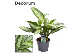 Aglaonema jubilee petit Decorum