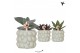 Succulenten mix Kolibri Greens - Citrus green keramiek 