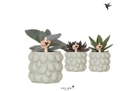 Succulenten mix Kolibri Greens - Citrus green keramiek