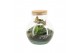 Arrangementen kamerplanten 90799: Terrarium arrangement 2 pp 