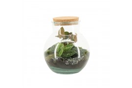 Arrangementen kamerplanten 90799: Terrarium arrangement 2 pp