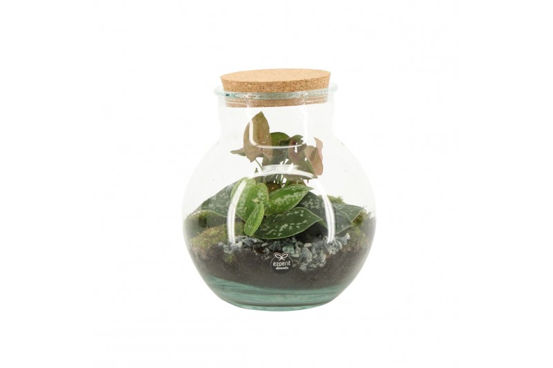 Arrangementen kamerplanten 90799: Terrarium arrangement 2 pp 