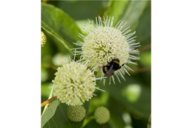 Cephalanthus occidentalis magical moonlight