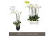 Phalaenopsis wit Fortuno Alto - 5 tak, 30+ bloem - Abruzzo Black Aquo 
