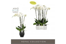 Phalaenopsis wit Fortuno Alto - 5 tak, 30+ bloem - Abruzzo Black Aquo