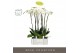Phalaenopsis wit Fortuno Alto - 5 tak, 30+ bloem - Abruzzo Black Aquo 