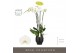 Phalaenopsis wit Fortuno Alto - 5 tak, 30+ bloem - Abruzzo Black Aquo 