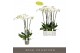 Phalaenopsis wit Fortuno Alto - 5 tak, 30+ bloem 