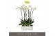 Phalaenopsis wit Fortuno Alto - 5 tak, 30+ bloem 