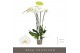 Phalaenopsis wit Fortuno Alto - 5 tak, 30+ bloem 