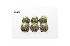 Ferocactus glaucescens Ferocactus Schwarzii