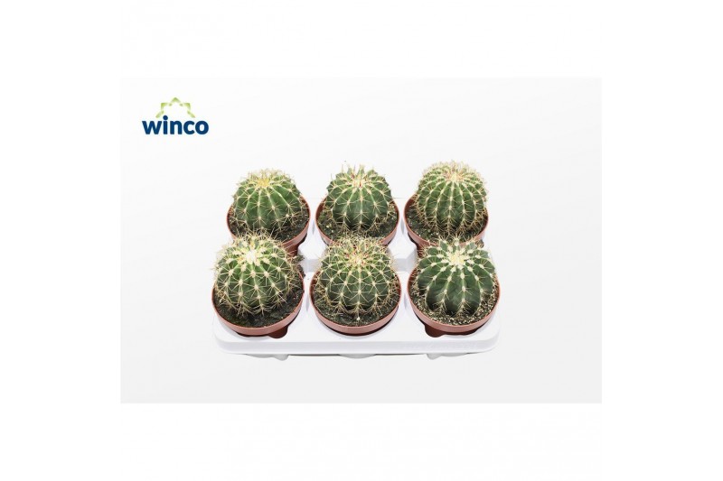 Ferocactus glaucescens Ferocactus Schwarzii 