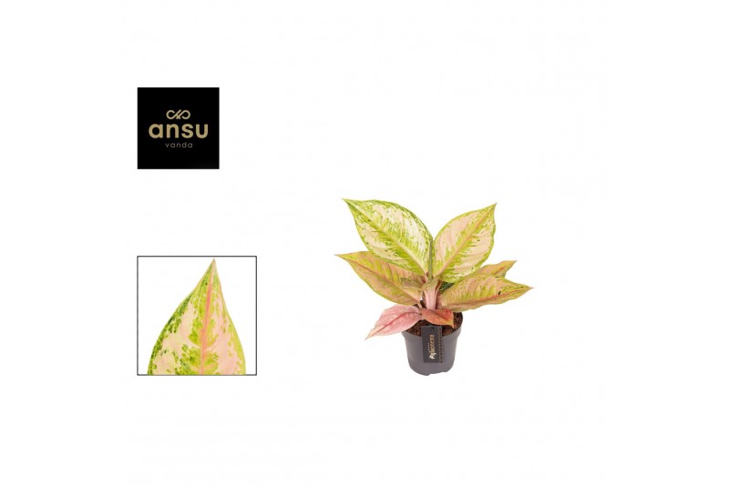 Aglaonema Aglaonema Pastella 1 pp 