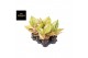 Aglaonema Aglaonema Pastella 1 pp 