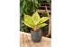 Aglaonema Aglaonema Pastella 1 pp 