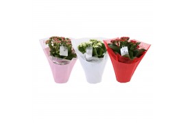 Kalanchoe blossfeldiana rosalina gemengd KP-729.3 - Kalanchoe Rosalina