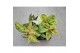 Aglaonema Aglaonema Promo Mix 12cm 1 pp 