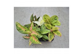 Aglaonema Aglaonema Promo Mix 12cm 1 pp