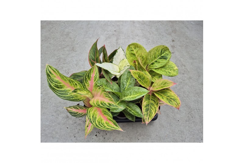 Aglaonema Aglaonema Promo Mix 12cm 1 pp 