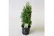 Chamaecyparis thyoides top point 
