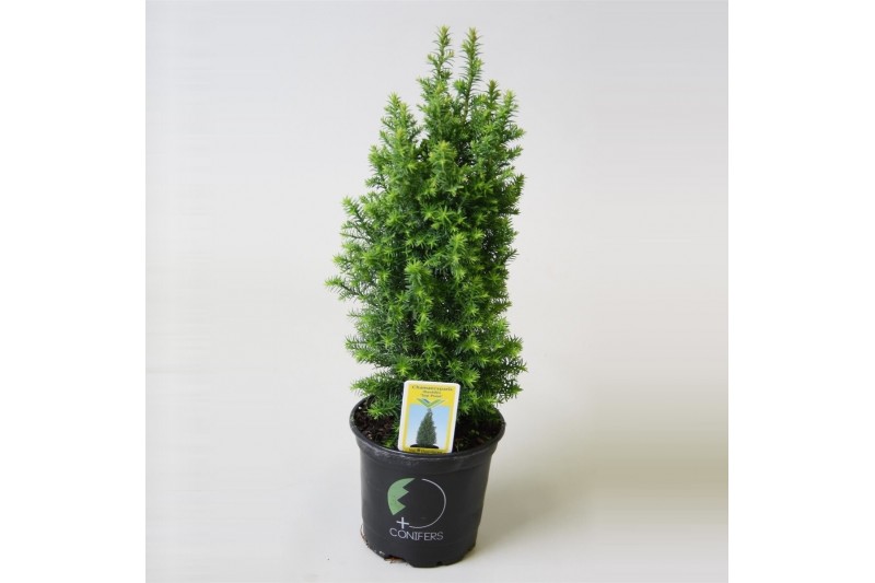 Chamaecyparis thyoides top point 