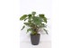 Homalomena rubescens maggy in san remo antraciet 