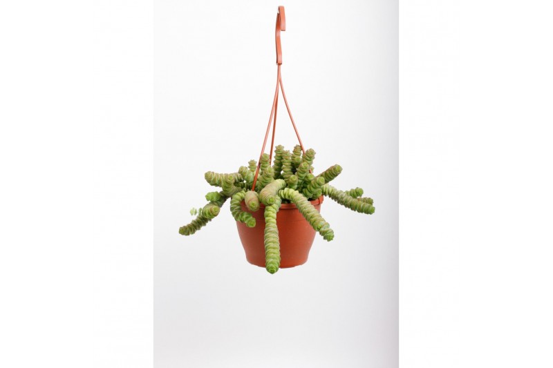 Crassula Hottentot 
