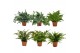 Varens mix nephrolepis/phlebodium/blechnum 