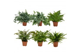 Varens mix nephrolepis/phlebodium/blechnum