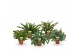 Varens mix nephrolepis/phlebodium/blechnum 