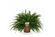 Nephrolepis exaltata green lady 