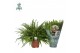 Nephrolepis exaltata green lady Air So Pure 