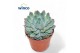 Echeveria Pink Edge 