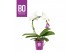 Phalaenopsis wit BO - Ellips White - 2 tak, 14+ bloem 