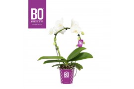 Phalaenopsis wit BO - Ellips White - 2 tak, 14+ bloem