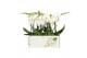 Phalaenopsis wit Big 50 2 spike 18 bl. 2 tak/plnt 