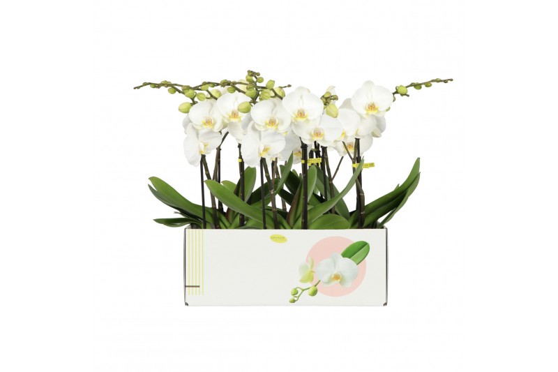 Phalaenopsis wit Big 50 2 spike 18 bl. 2 tak/plnt 