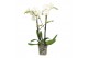 Phalaenopsis wit Big 50 2 spike 18 bl. 2 tak/plnt 