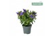 Hebe hebedonna julia Hebe Addenda Donna® 