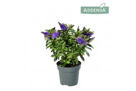 Hebe hebedonna julia Hebe Addenda Donna®