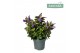 Hebe hebedonna anna Hebe Addenda Donna® 