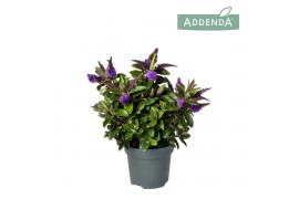 Hebe hebedonna anna Hebe Addenda Donna®