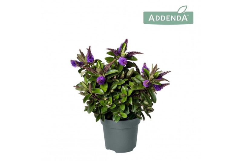 Hebe hebedonna anna Hebe Addenda Donna® 