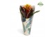 Guzmania Fiero Yellow Jungle krafthoes 