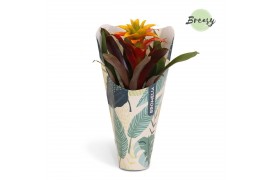 Guzmania Fiero Yellow Jungle krafthoes