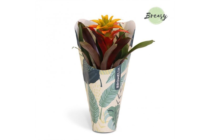 Guzmania Fiero Yellow Jungle krafthoes 