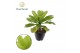 Brighamia insignis hawaiian palm hawaii palm 
