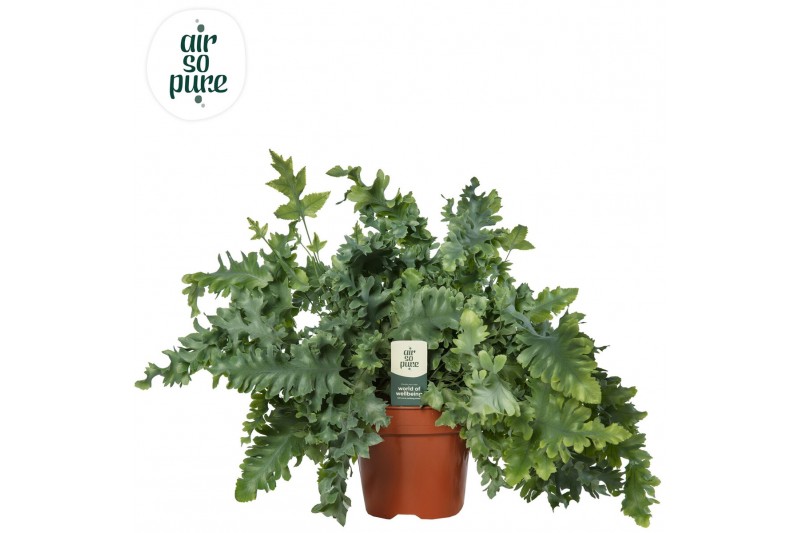 Phlebodium aureum davana Air So Pure 